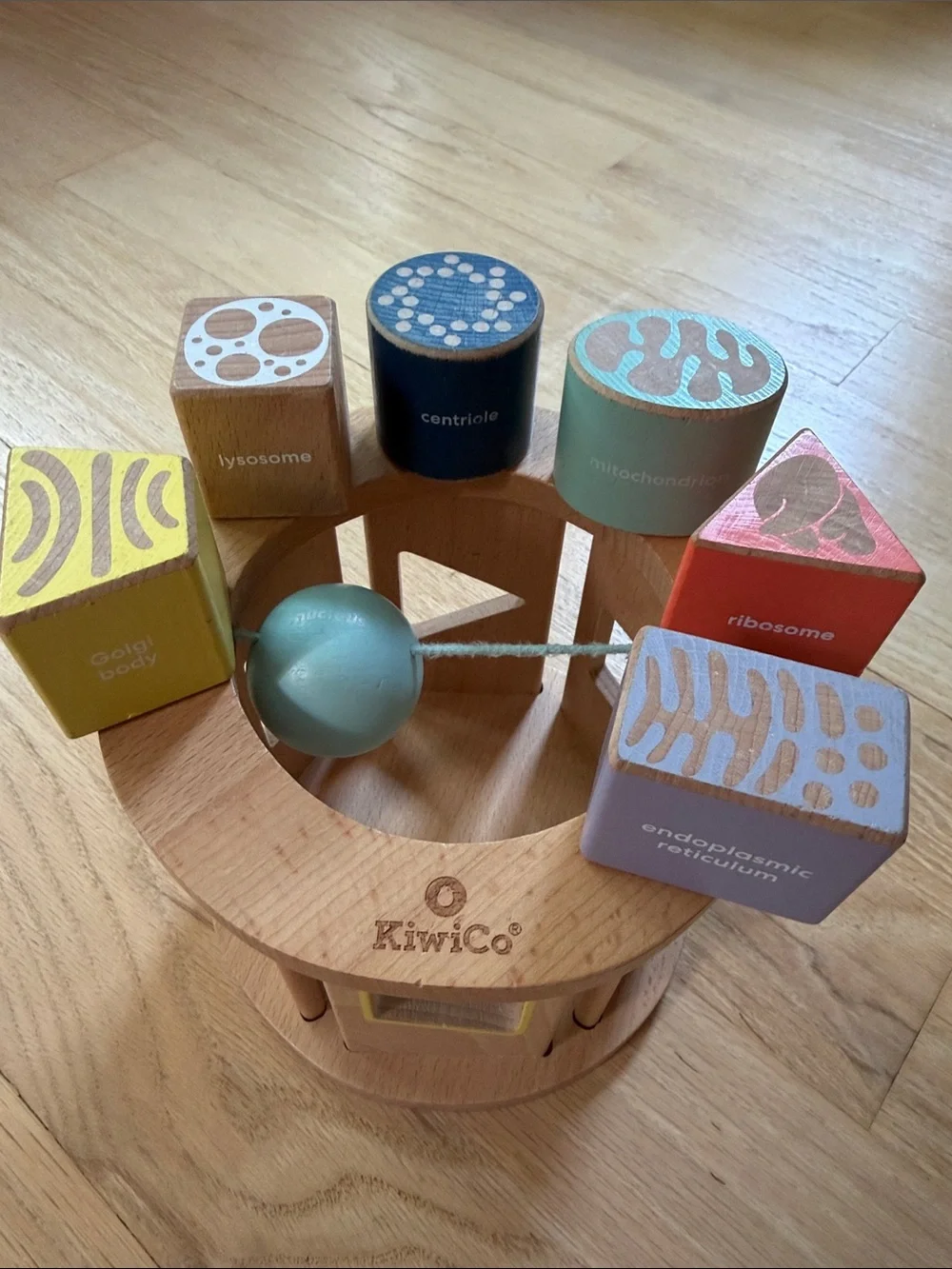KiwiCo Biology Blocks Shape Sorter